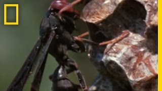 Paper Wasp vs Army Ant Horde  National Geographic [upl. by Icken317]