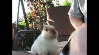 Sneezing baby bunny [upl. by Sofer]