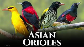 Meet the 17 Orioles of Asia  Relaxing Bird Sounds [upl. by Aurore]