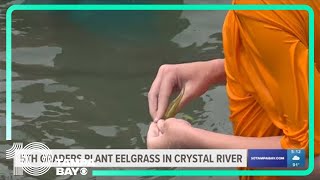 Fifth graders plant eelgrass in Crystal River to aid manatees [upl. by Leirol365]