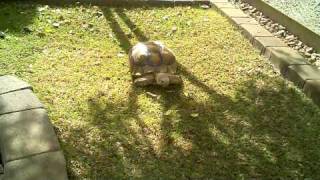 Sulcata Tortoise Habitat  Home Backyard [upl. by Kelley]