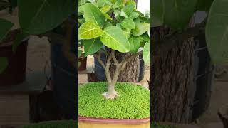 Banyan Bonsai 5 years Old [upl. by Neeoma]