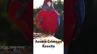 Aussie Crimson Rosella Parrot 🦜 [upl. by Ahsiei313]