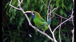 Bluethroated toucanet singing and dancing  A subspecies of the Emerald Toucanet [upl. by Gaivn]