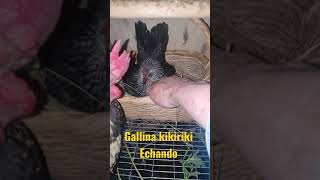 gallina kikiriki clueca gira echada [upl. by Lihcox]