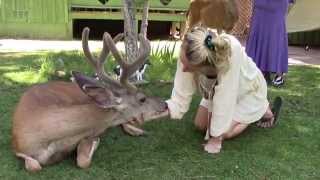 Our wild deer friend Yoda  surprisingly calm  ASMR [upl. by Fauman]