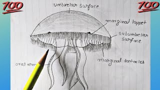 Classification of animals Phylum  Cnidaria  how to draw jellyfish Aurelia diagram [upl. by Feeley489]