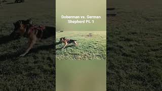 Doberman vs German Shepherd pt 1 [upl. by Vincentia]