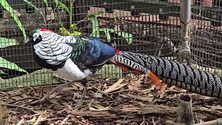 Lady Amhersts Pheasant Campbelltown Australia [upl. by Eardnoed]