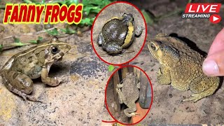 Funny frogs Catching  Wep wep catching frogs funny  boing catch frogs make you laugh shorts [upl. by Deegan]