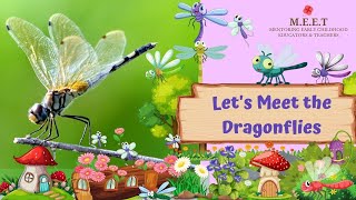 Lets Meet the Dragonflies  Preschool Learning Videos for Kids l what do dragonflies eat [upl. by Nivrag777]