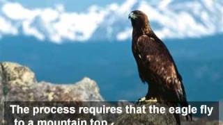 The Rebirth of an Eagle [upl. by Ycal]