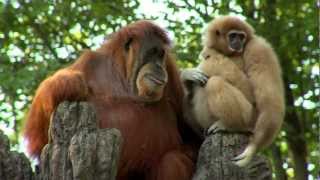 Orangutan Loves Gibbon Baby  Cincinnati Zoo [upl. by Roehm]