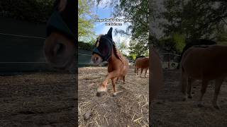 Fliegenhaube ohne Nähen verkleinern 🪡❌ horse equestrian diy pferd pony [upl. by Rosol578]