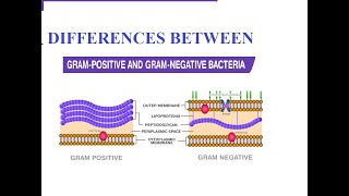 Differences between Gram positive amp Gram negative cell wall [upl. by Goldfinch]