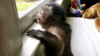 Jorge the Capuchin Monkey Loves His Uncle Mickey 41812 [upl. by Tav]