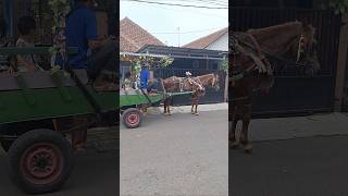 Naik Kuda shorts kuda naikkuda horse kudalumping [upl. by Igal]