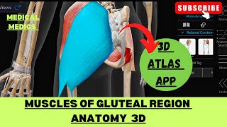 Muscles of Gluteal Region  Gluteal Region 3d  Medical Medics [upl. by Schalles]