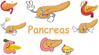 histology of pancreas islets of langerhans [upl. by Tuhn965]