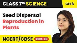 Seed Dispersal  Reproduction in Plants  Class 7 Science Chapter 8  CBSE 202425 [upl. by Oletta575]