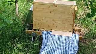 🔴 Livestream Schwarm einlaufen lassen Imkertalk aus dem Bienenhäuschen  Was tut sich bei den Bienen [upl. by Eedak]