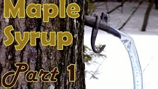 Making Maple Syrup Part 1 How to Select amp Tap a Maple Tree [upl. by Lraed221]