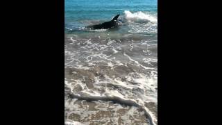 White Pointer Shark swims onto Coronation beach Geraldton Western Australia Choked on sea lion [upl. by Ainafets987]