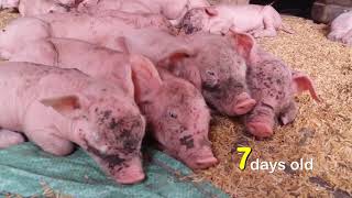 Baby Piglets Are Born More Than Their Mothers Breasts  Bousra [upl. by Olihs]