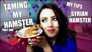 TAMING MY HAMSTER  How I Tame a Hamster  Hamster Care [upl. by Aerdnac]