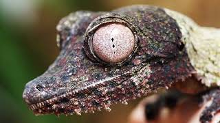 Facts About Leaftailed Gecko [upl. by Sheepshanks669]