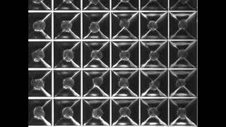 Mesenchymal stem cells spheroid formation in Sphericalplates 5D [upl. by Arther]