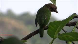 Small Green Barbet  Megalaima Viridis [upl. by Einor914]