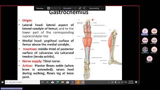 Muscles of the Posterior Compartment of the Leg and Fascia of the foot [upl. by Alford27]