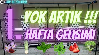 Dikey Üretim Kulesi Yeşil Soğan Ticari  PARA 1  Haftamız [upl. by Quita]