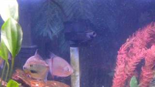 Silver Dollar Fish Mating Behavior [upl. by Kealey766]