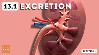 IGCSE Biology  Excretion in humans 131 [upl. by Airbas517]