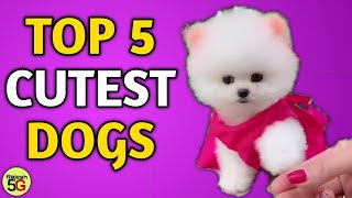 Top 5 Cutest Dogs In The World  Cute Pomeranian dog  Teacup dog  pom dog price in India Rajesh5G [upl. by Priestley179]