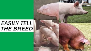 Identifying the 3 Different Types of Pig Breed EASILY Types Of Pig Breed [upl. by Kenwood86]