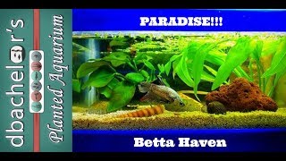 Betta Paradise Kuhli Loach as Tankmates [upl. by Ettenay]