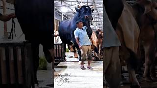 Gigantic Holstein Friesian bull coming out of the barn [upl. by Fischer]