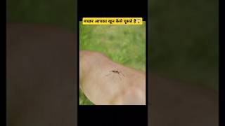 मच्छर आपका खून कैसे चूसते हैं😱How Mosquitos Suck Your Bloodshorts facts amazedfacts ytshorts [upl. by Winwaloe32]