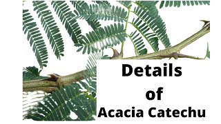 Senegalia Cataechu Acacia Catechu  Specification benefits and all the details [upl. by Karlow85]