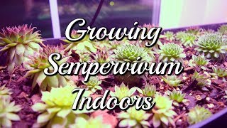 Growing Sempervivum Indoors [upl. by Hobbie]