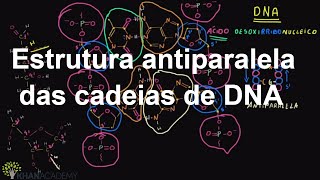 Estrutura antiparalela das cadeias de DNA  Macromoléculas  Biologia  Khan Academy [upl. by Vanhomrigh477]