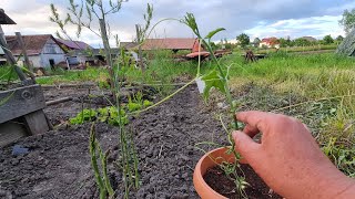 Planting Chayote for the First time here in Romania Sana magtubo ito at makabunga na rin [upl. by Adamson794]