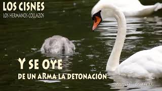 Los cisnes  Los Hermanos Collazos Letra [upl. by Anavlys]