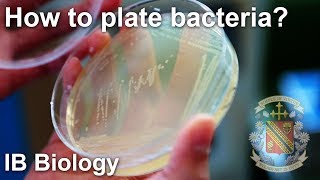 Bacterial Isolation on Petri Dish  Biology Lab Techniques [upl. by Manvel]