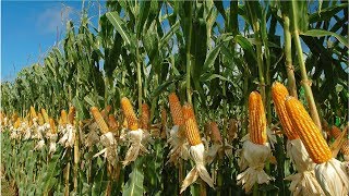 Amazing Agriculture Farm Tecnology  Life cycle of sweet corn Harvest and Processing [upl. by Yruoc285]