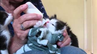 403 MommaCat Lily Bottle Feeding 4 Week Old Kittens [upl. by Ecyob]