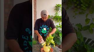 tip for an overwatered plant gardeningwithnanav plantcare shorts [upl. by Toney]